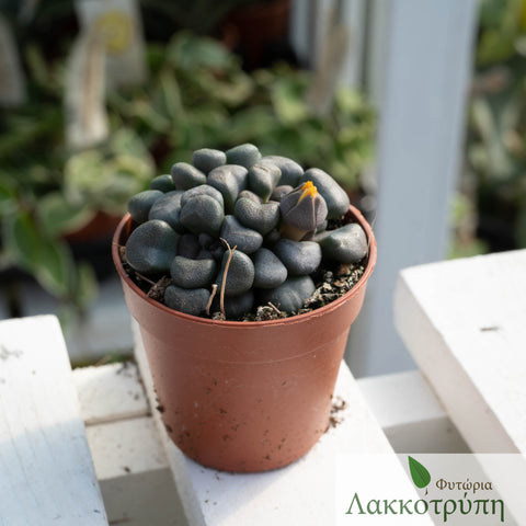 Aloinopsis schooneesii