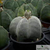 Astrophytum myriostigma