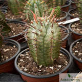 Euphorbia horrida