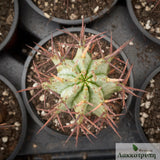 Euphorbia horrida