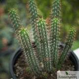 Euphorbia baioensis