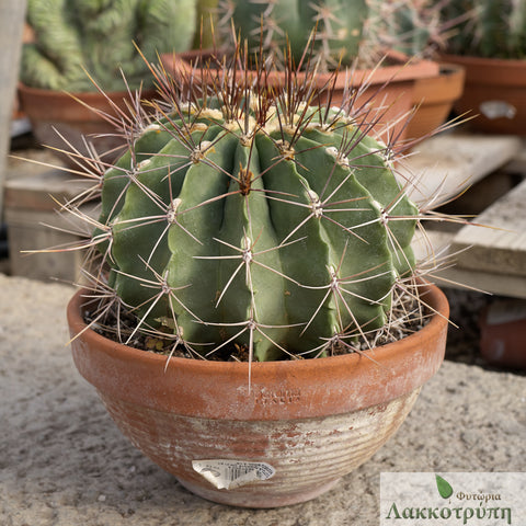 Ferocactus echidne