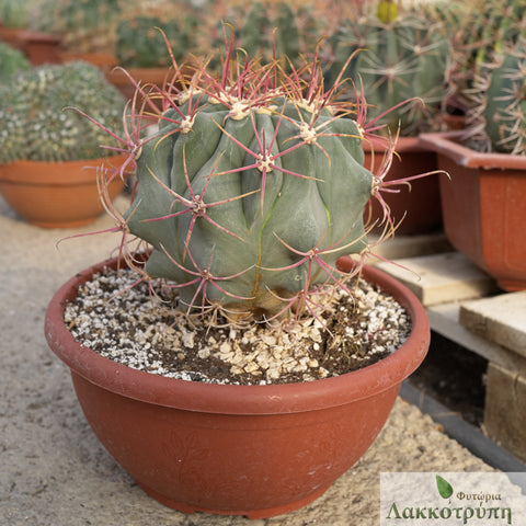 Ferocactus emoryi