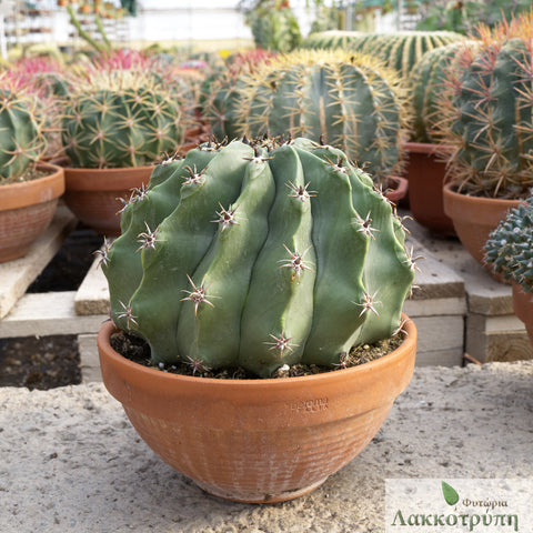 Ferrocactus horridus brevispinus