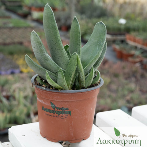Gasteria gracilis