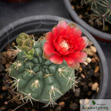Gymnocalycium baldianum
