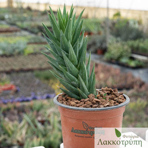 Haworthia glauca