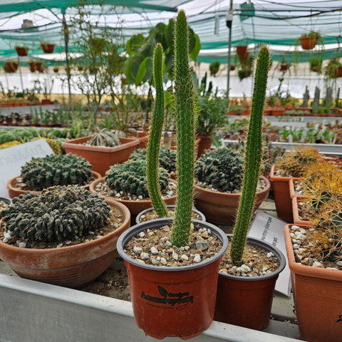 Cleistocactus samaipatanus