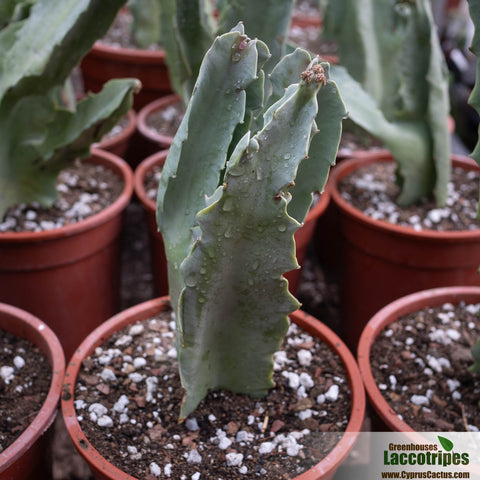 Caralluma speciosa