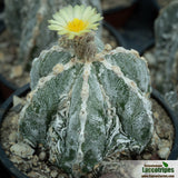Astrophytum myriostigma cv Fukuryu Haku-jo  Hania