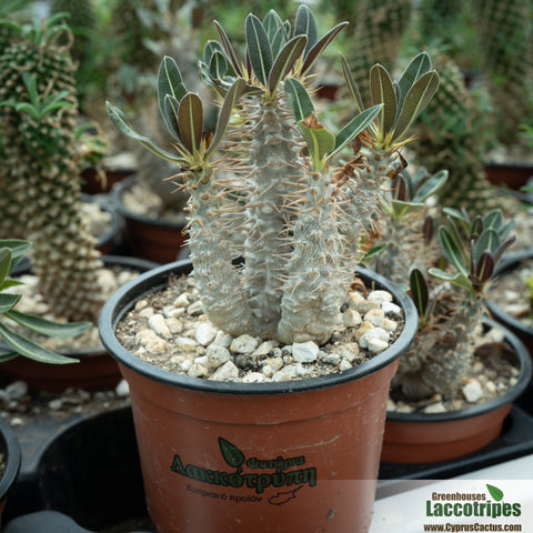 Pachypodium rosulatum