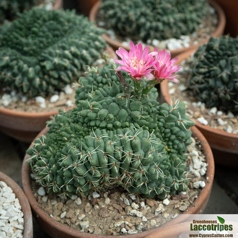 Gymnocalycium baldianum cristata monstrosus