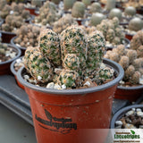 Escobaria minima