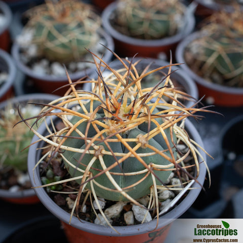 Gymnocalycium cardenasianum.