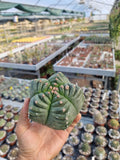 Astrophytum  myriostigma cv. Kikko Nudum