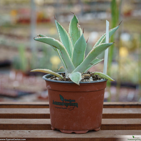 Agave potatorum variegated