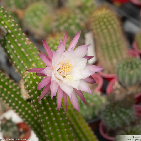Akersia roseiflora
