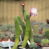 Akersia roseiflora