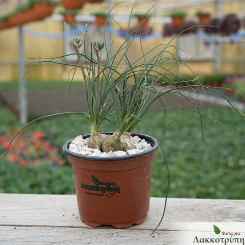 Albuca humilis