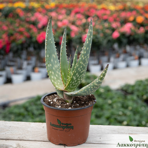 Aloe gariepensis