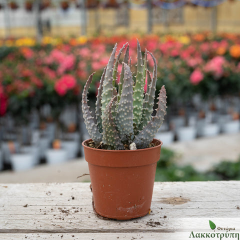 Aloe humilis