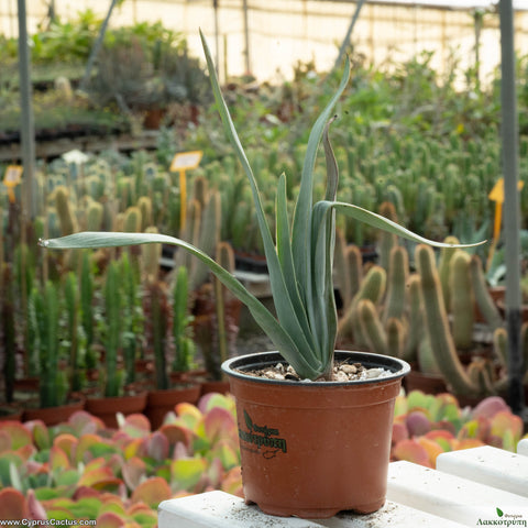 Aloe plicatilis