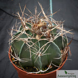 Astrophytum capricorne