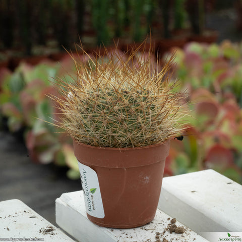 Aylostera verebii