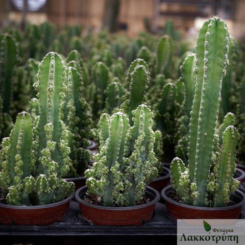 Cereus florida paolinae