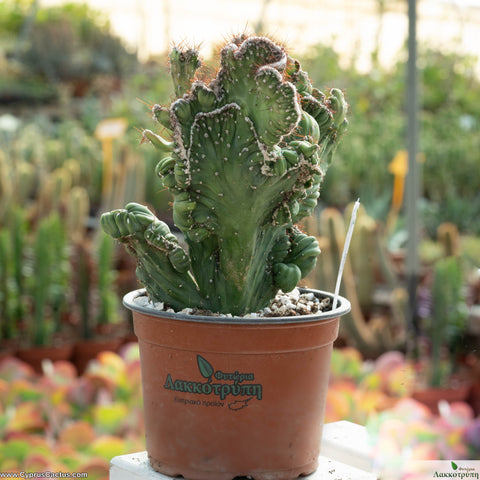 Cereus coral cristata