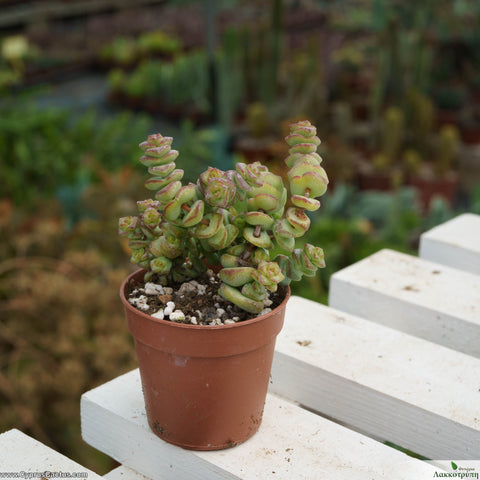 Crassula marnieriana