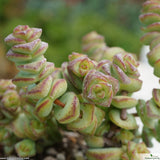 Crassula marnieriana