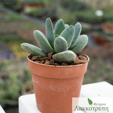 Crassula tecta