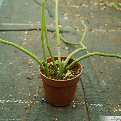 Cynanchum acidum (sarcostemma)