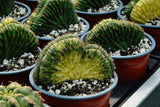 Trichocereus pachanoi cristate  variegated ( San pedro )