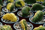 Trichocereus pachanoi cristate  variegated ( San pedro )