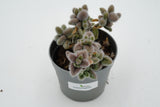Delosperma echinatum