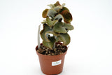 Kalachoe beharensis hybrid