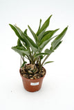 Scilla maculata