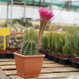 Echinopsis hybrid