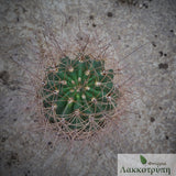 Soehrensia formosa
