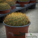 Oroya peruviana