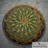 Oroya peruviana