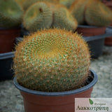 Parodia haselbergii graessneri