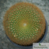 Parodia haselbergii graessneri