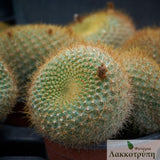 Parodia haselbergii graessneri