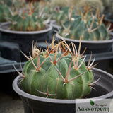 Echinofossulocactus coptonogonus