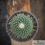 Mammillaria spinosissima un pico