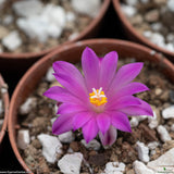 Ariocarpus kotschoubeyanus
