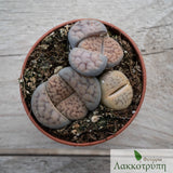 Lithops